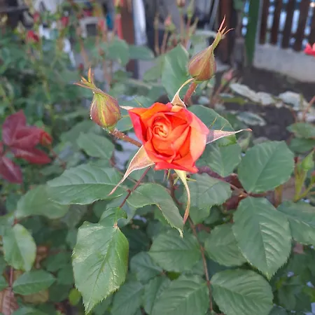 شقة White Home-apartament