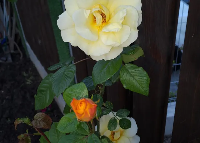 Lejlighed White Home-apartament Burgas City