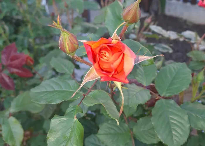 Appartamento White Home-apartament